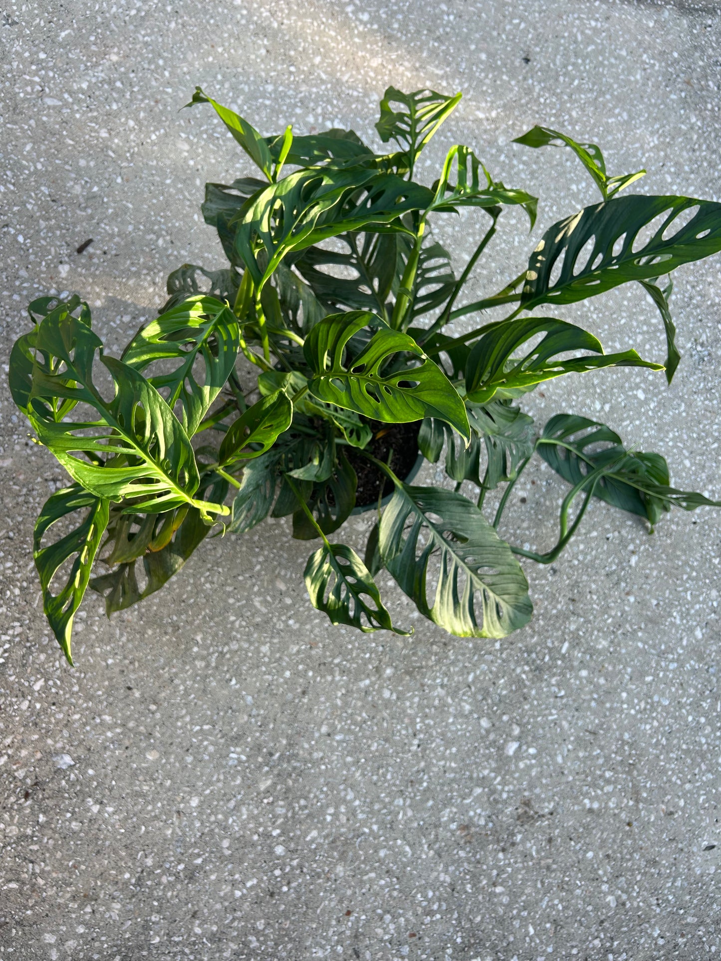 Monstera Esqueleto