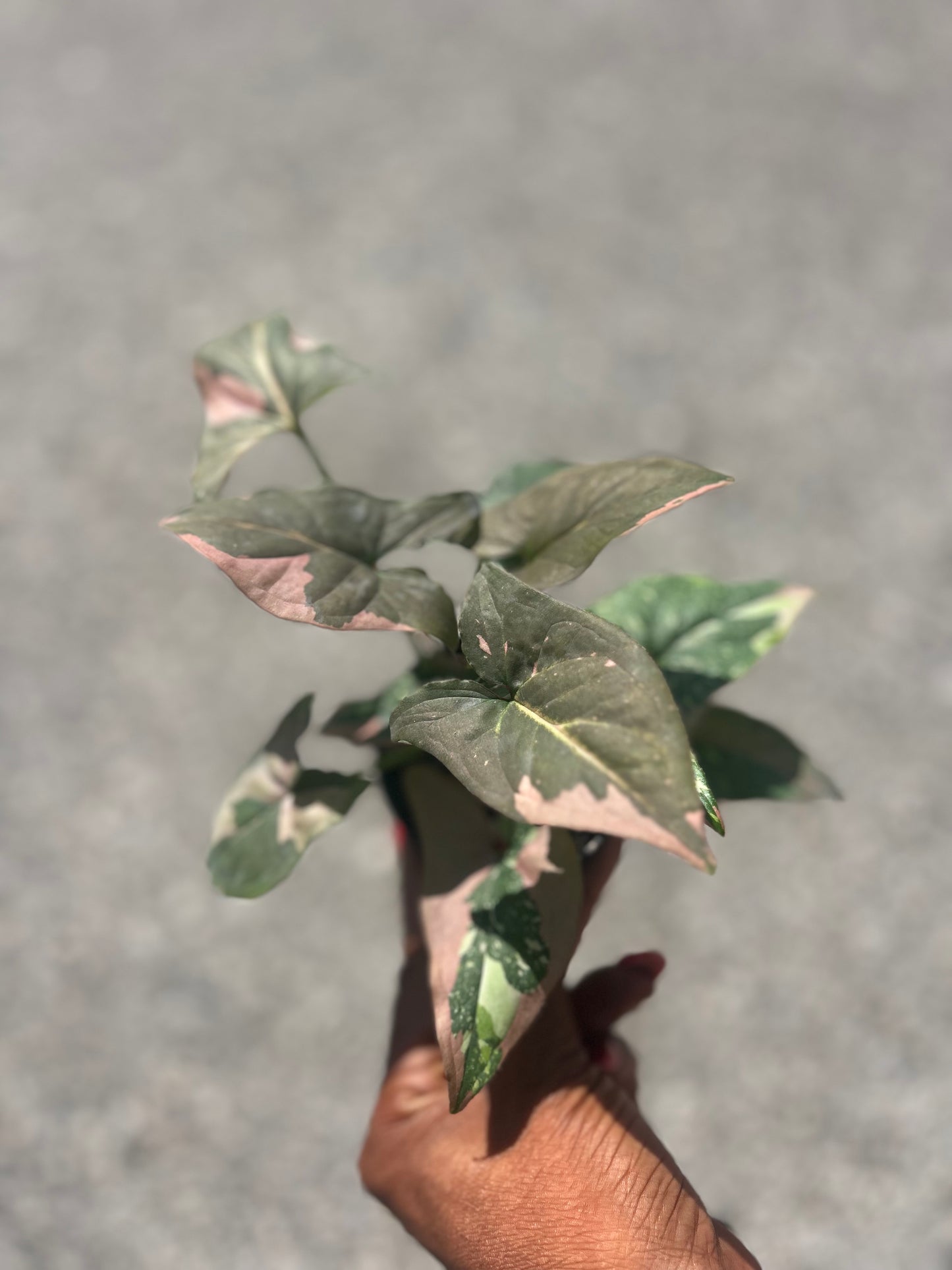 Syngonium 'Tricolor'