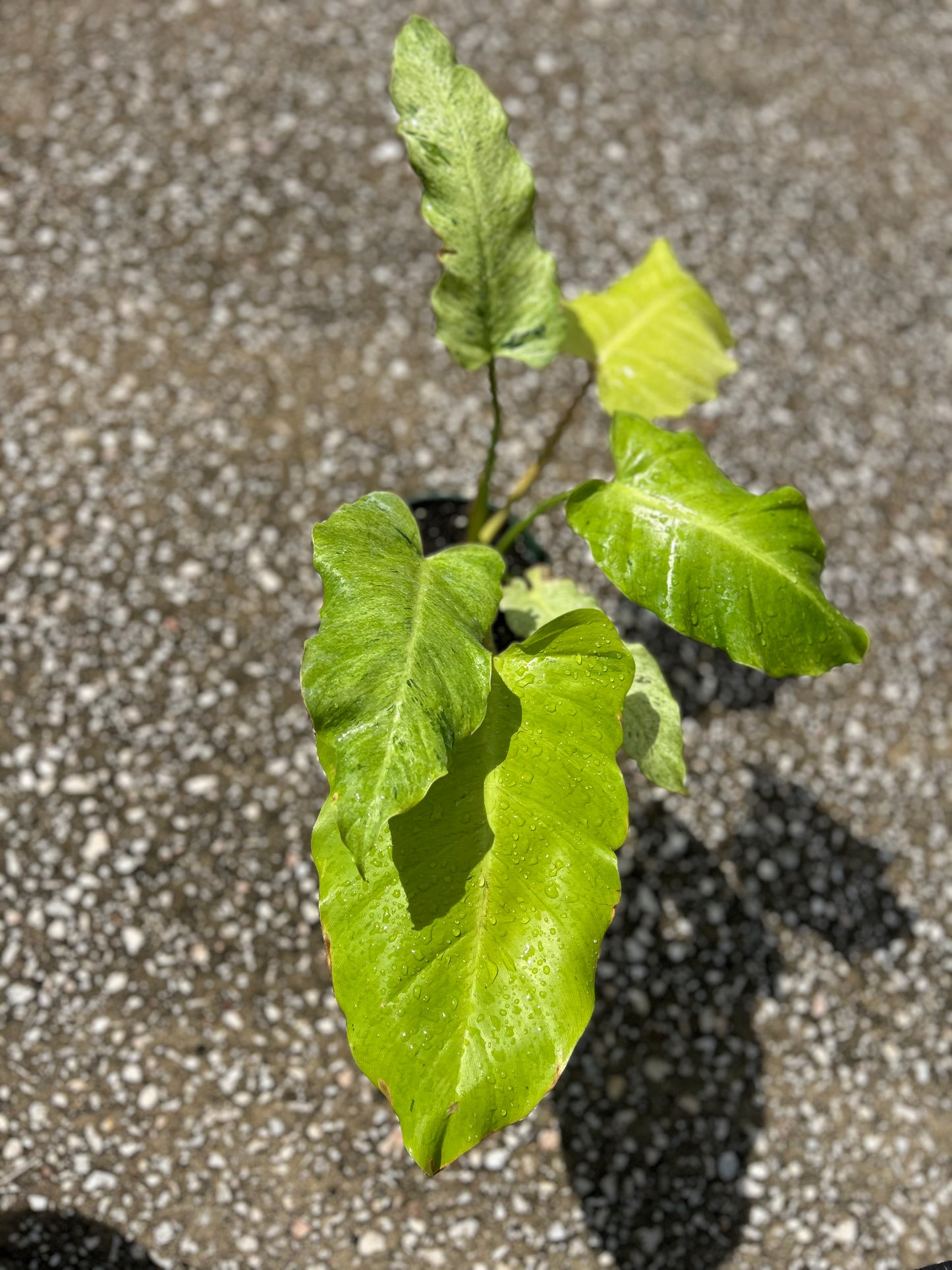 Philodendron Snowdrift
