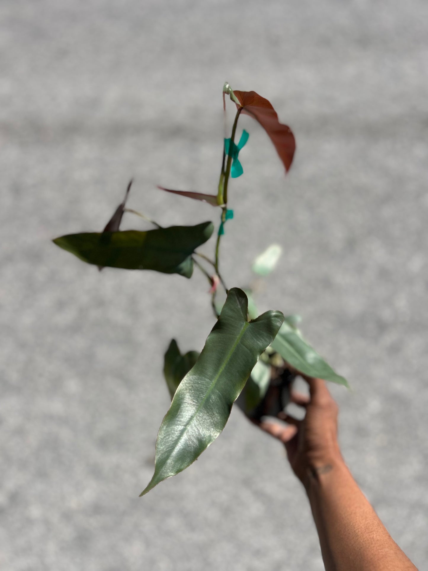 Philodendron 'Atabapoense'