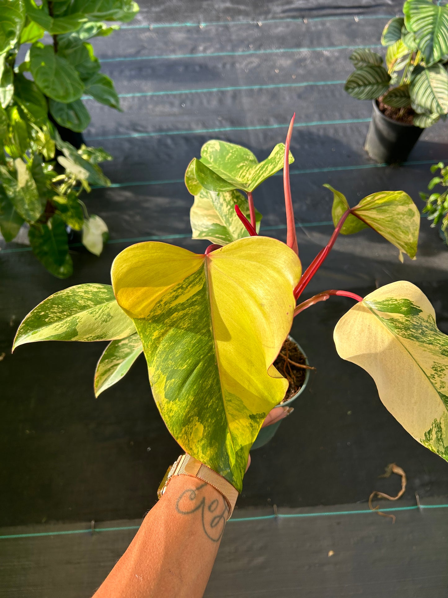 Philodendron 'Strawberry Shake'
