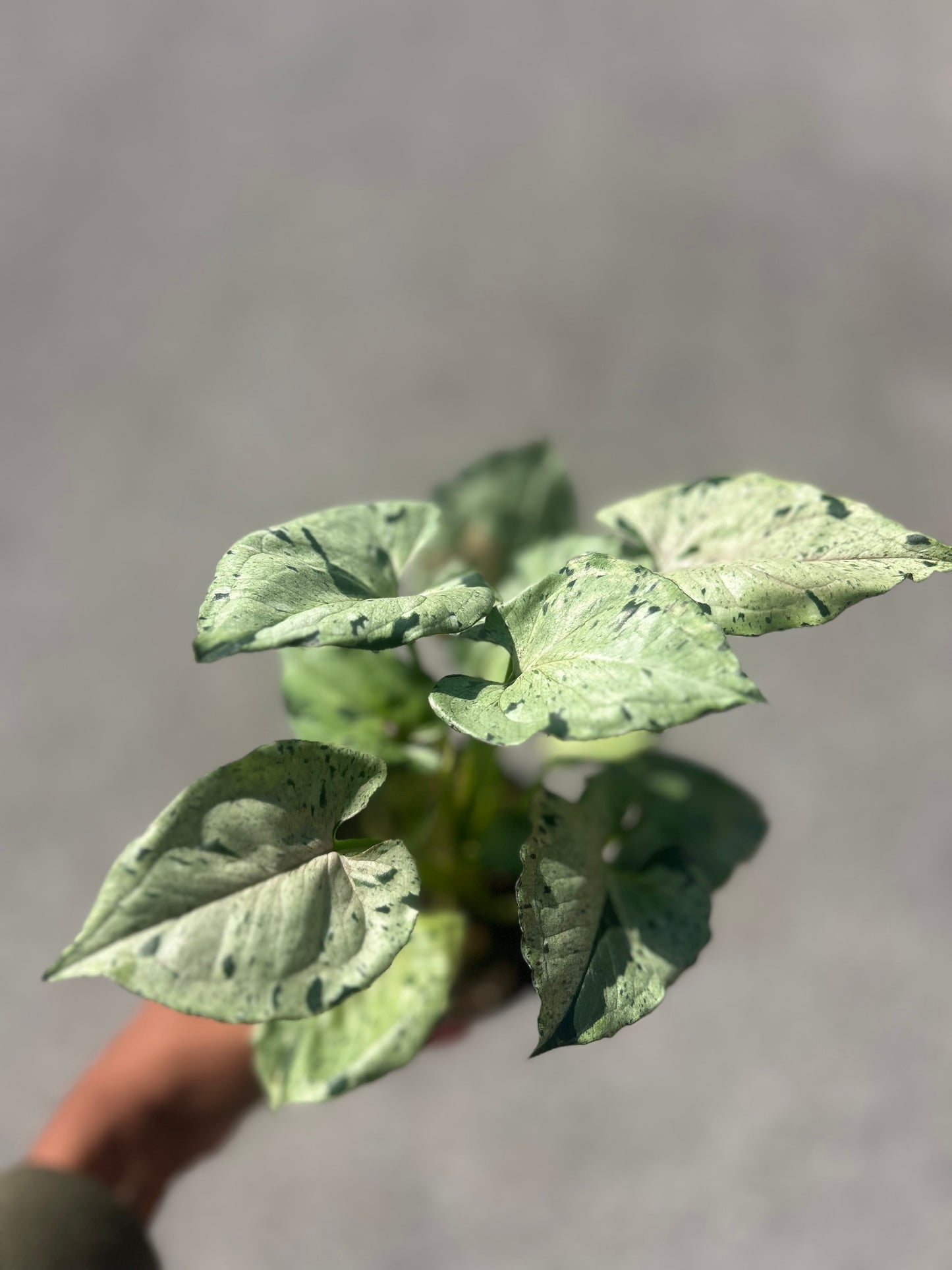 Syngonium Green Splash