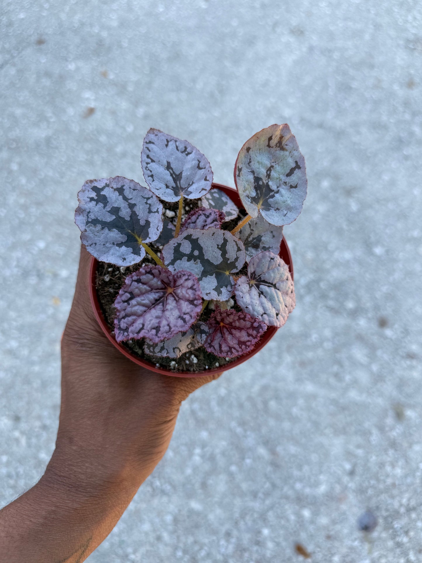 Begonia Silver Dollar