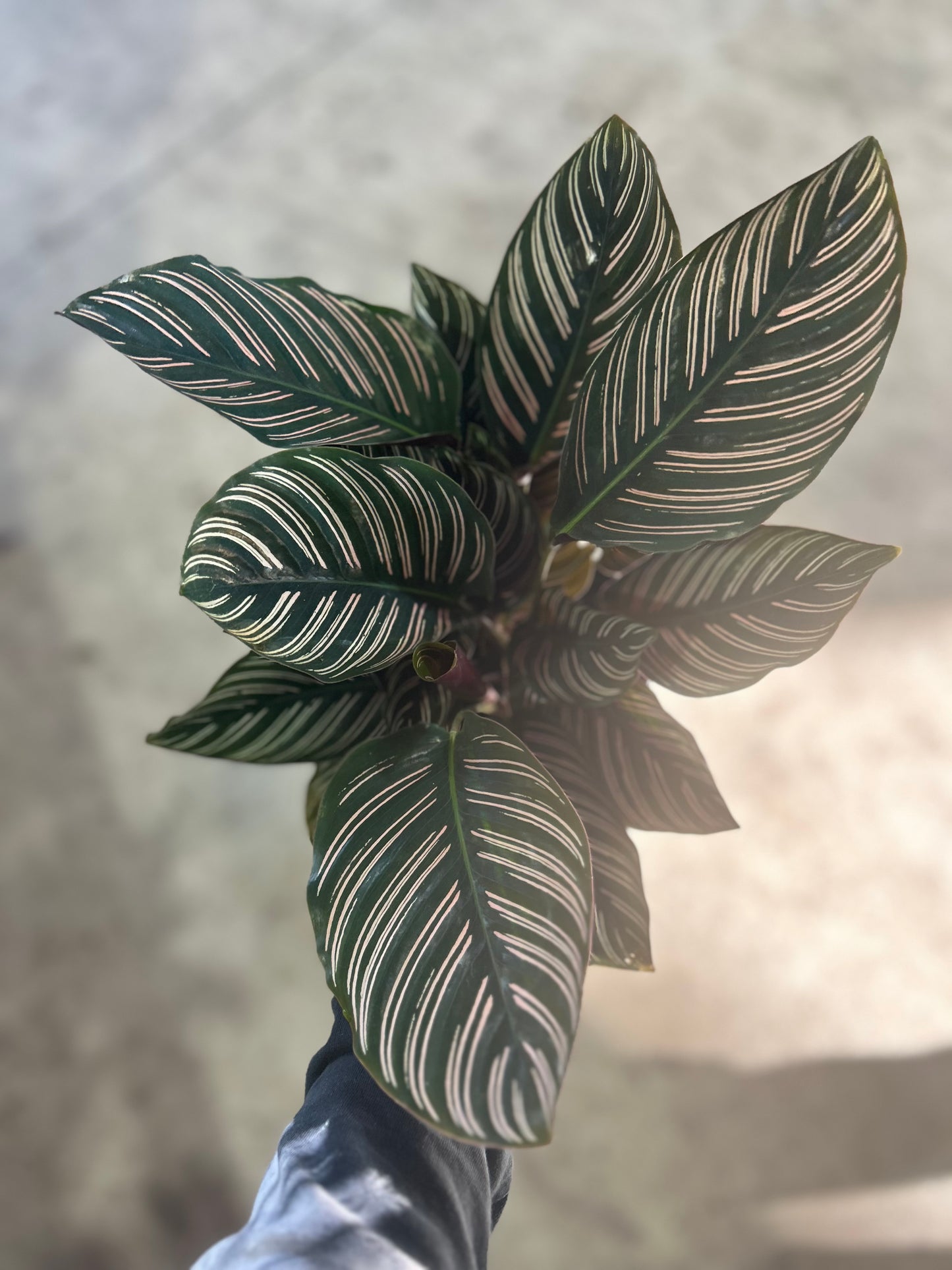 Calathea Ornata 'Pinstripe'