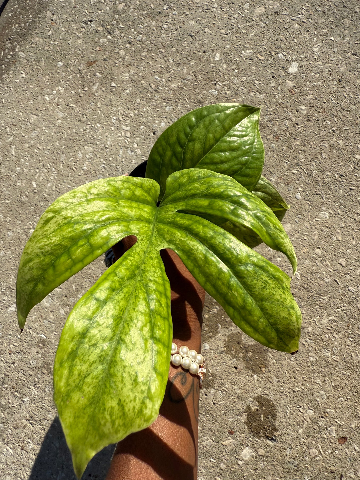 Amydrium 'Medium' Mint