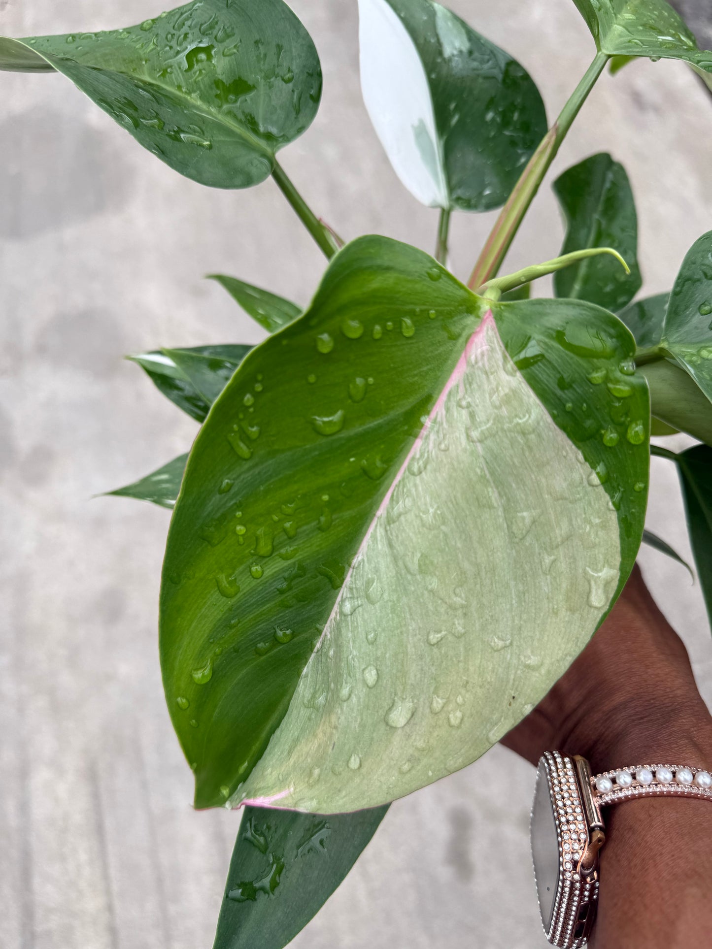 Philodendron 'White Princess'