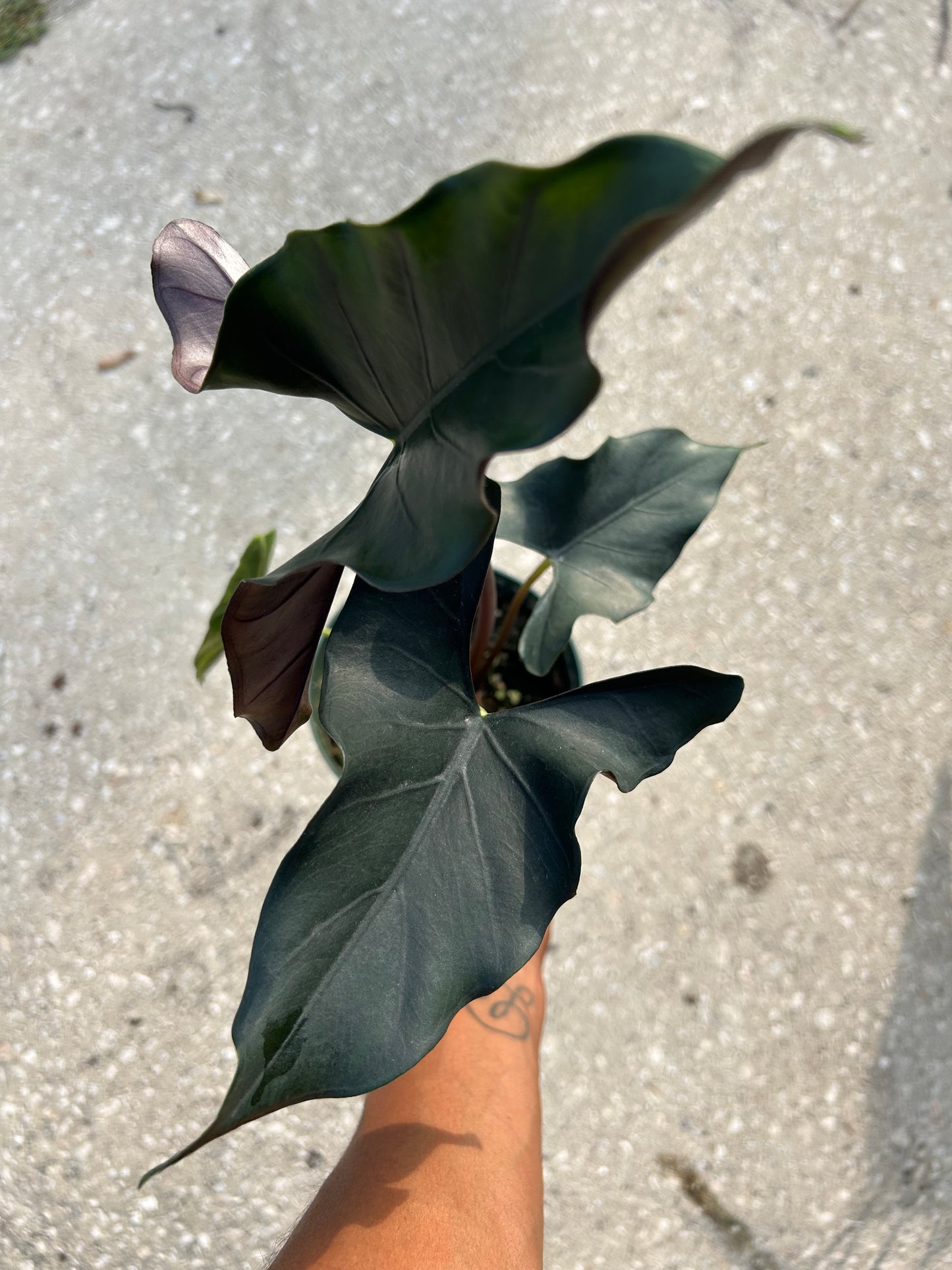 Alocasia 'Purple Cloak'