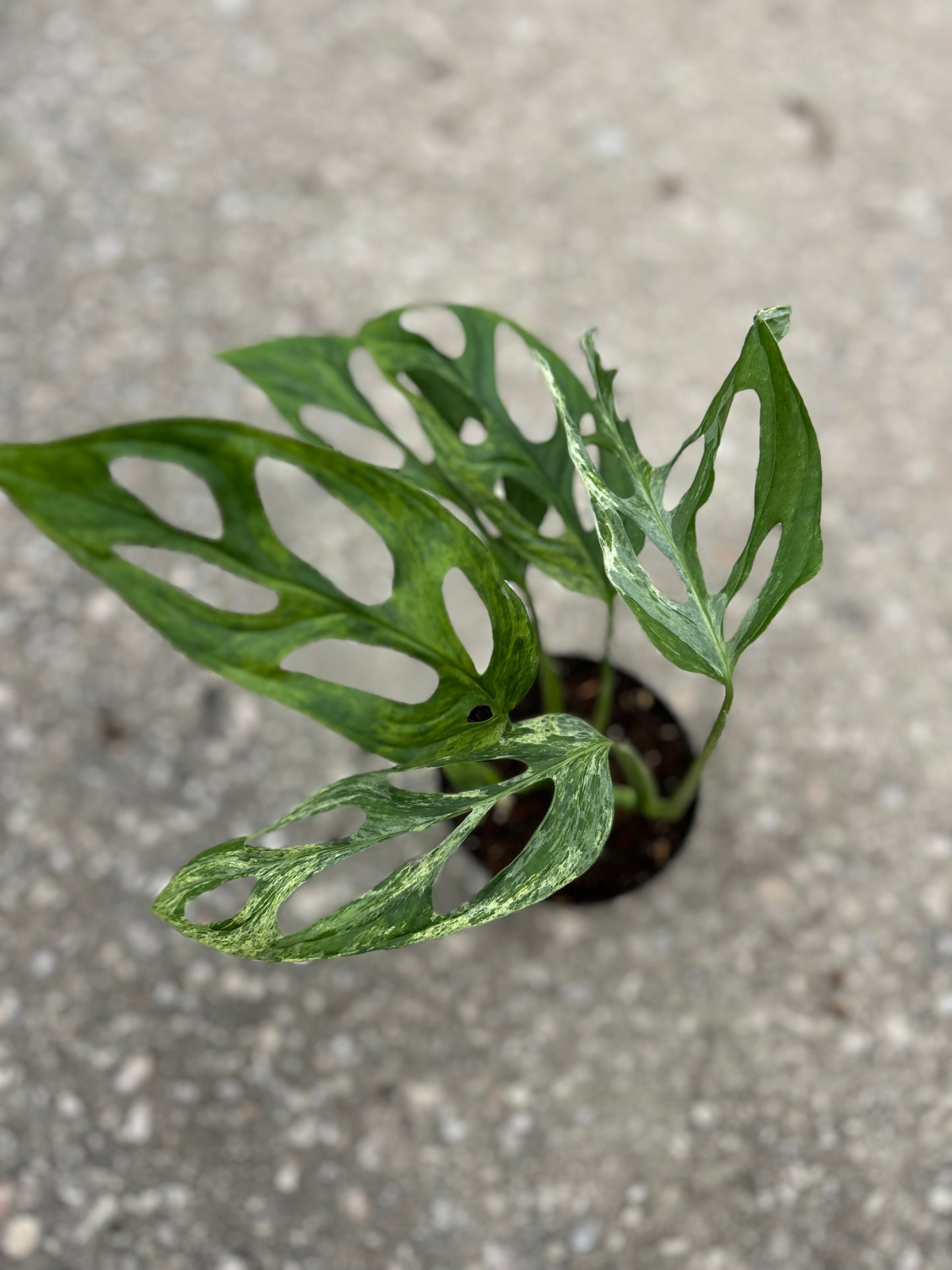 Monstera Adansonii Mint
