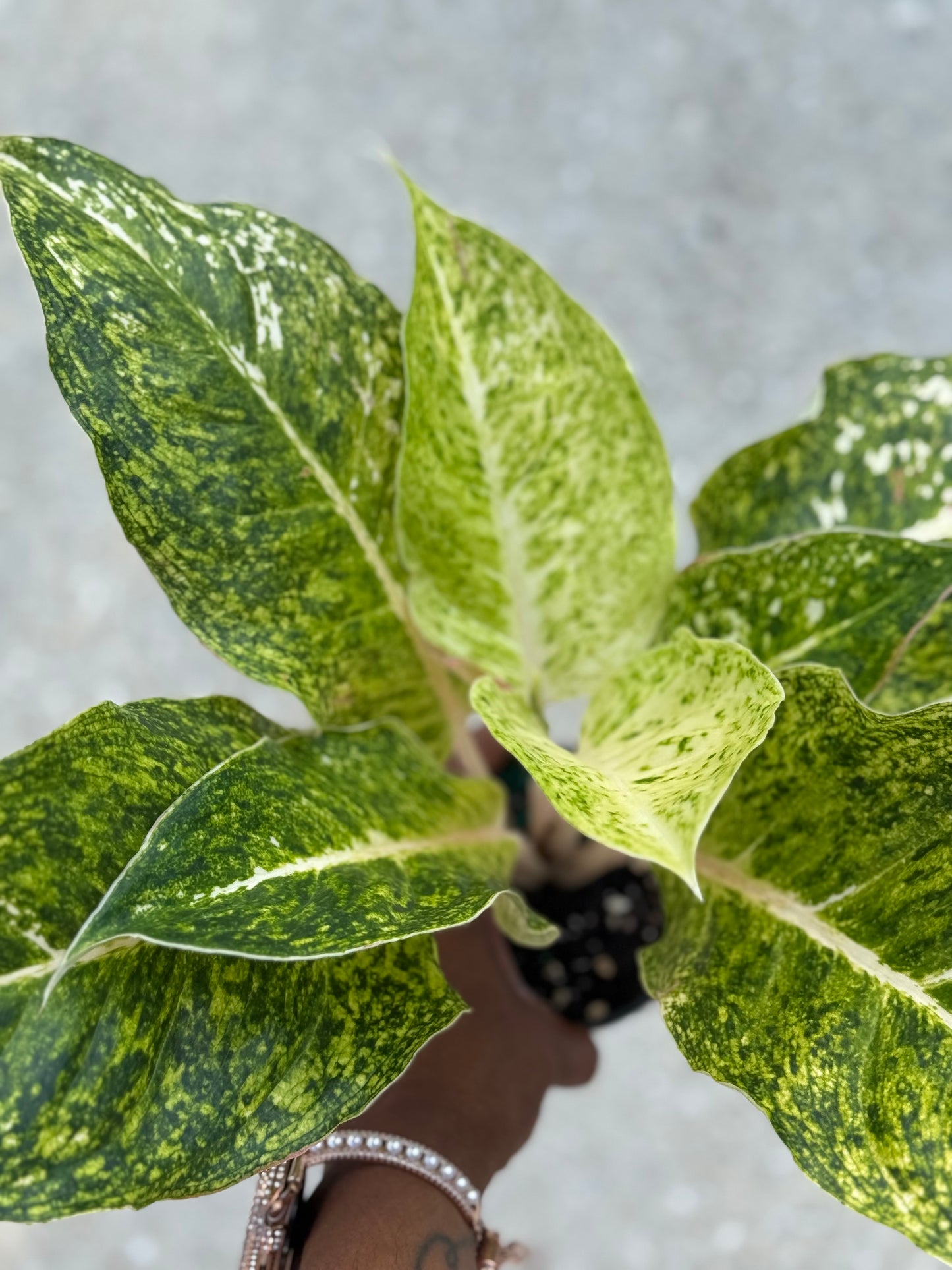 Aglaonema 'White Laksap'
