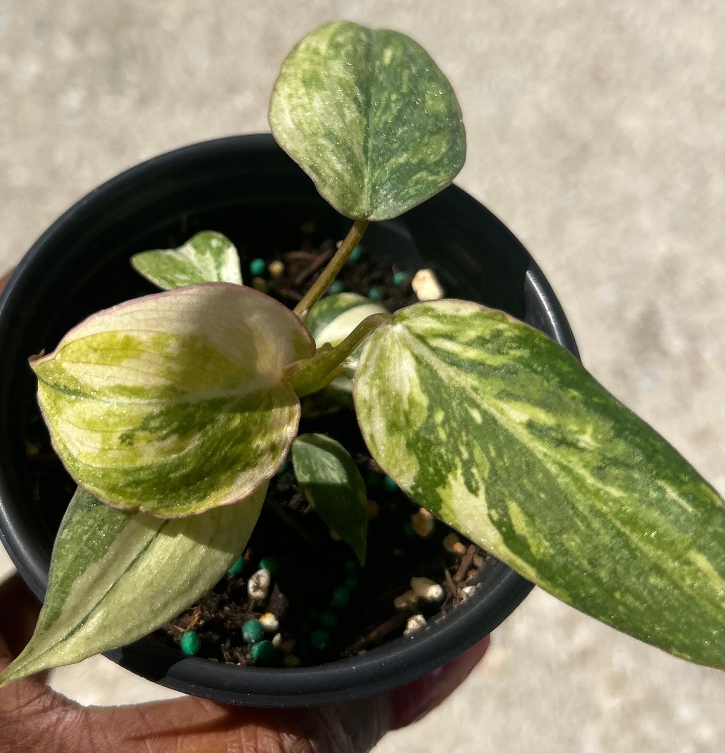 Philodendron 'Gloriosum' Variegated