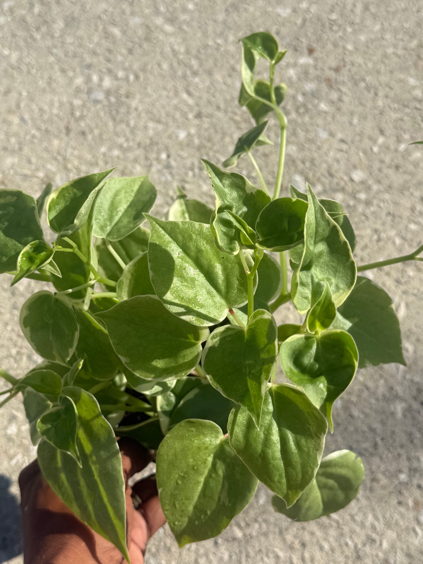 Peperomia 'Cupid'