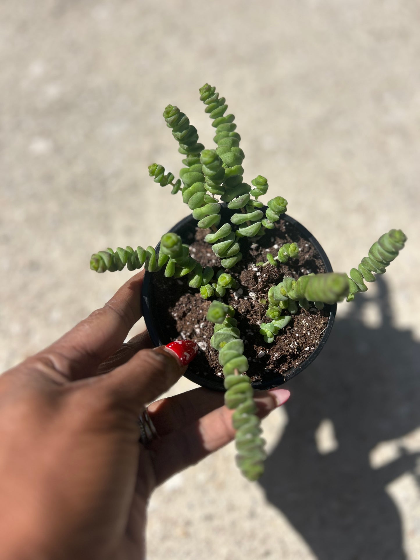 Crassula 'Baby Necklace'