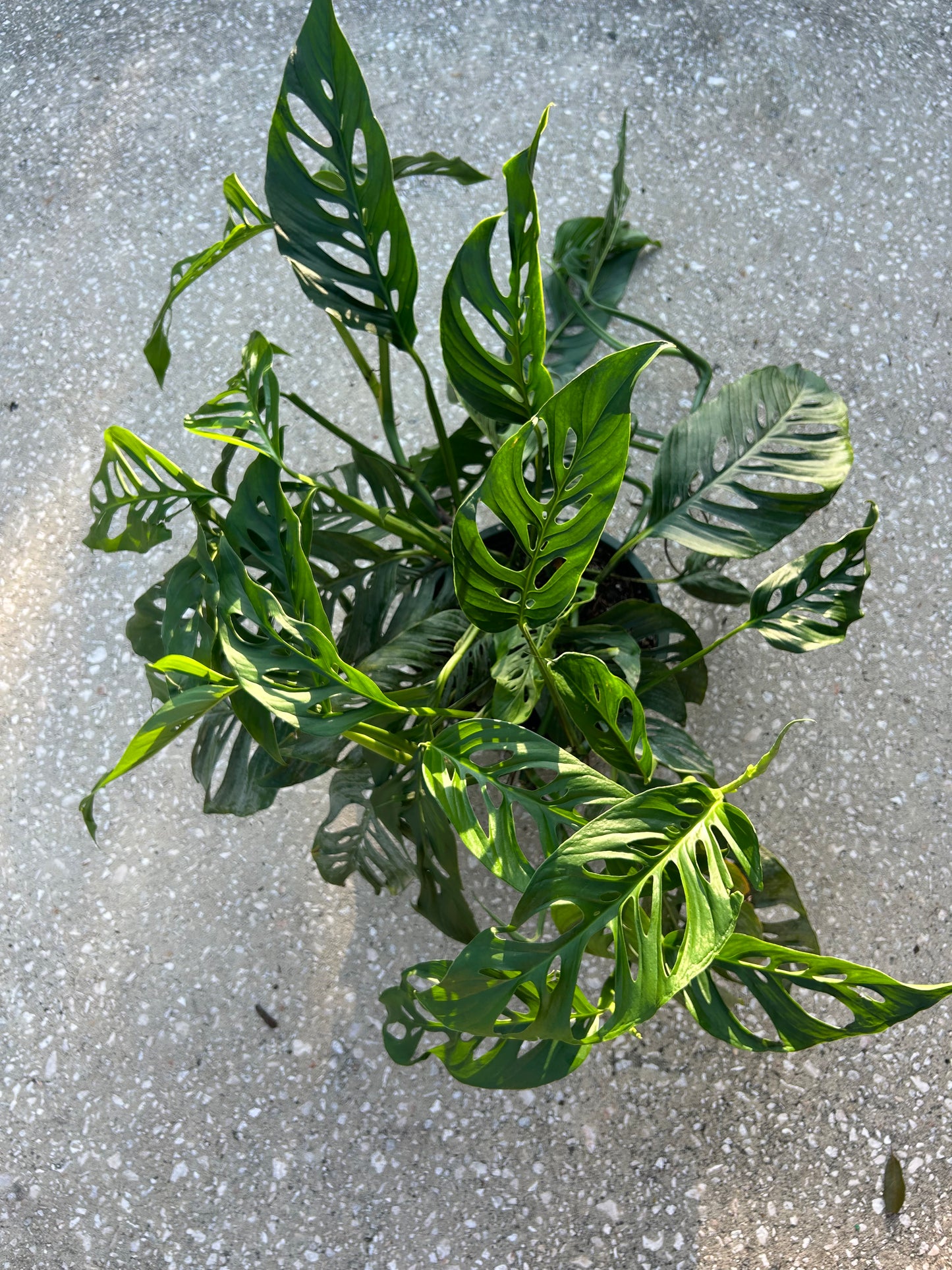 Monstera Esqueleto