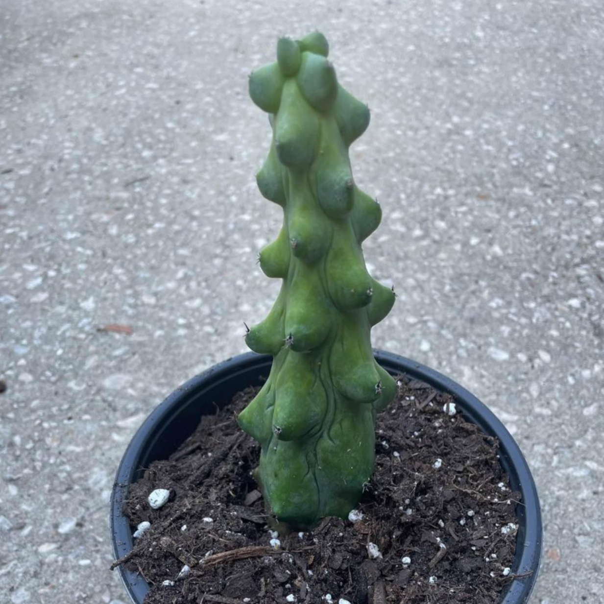 Myrtillocactus Geometrizans Fukurokuryuzinboku 'Boobie Cactus'