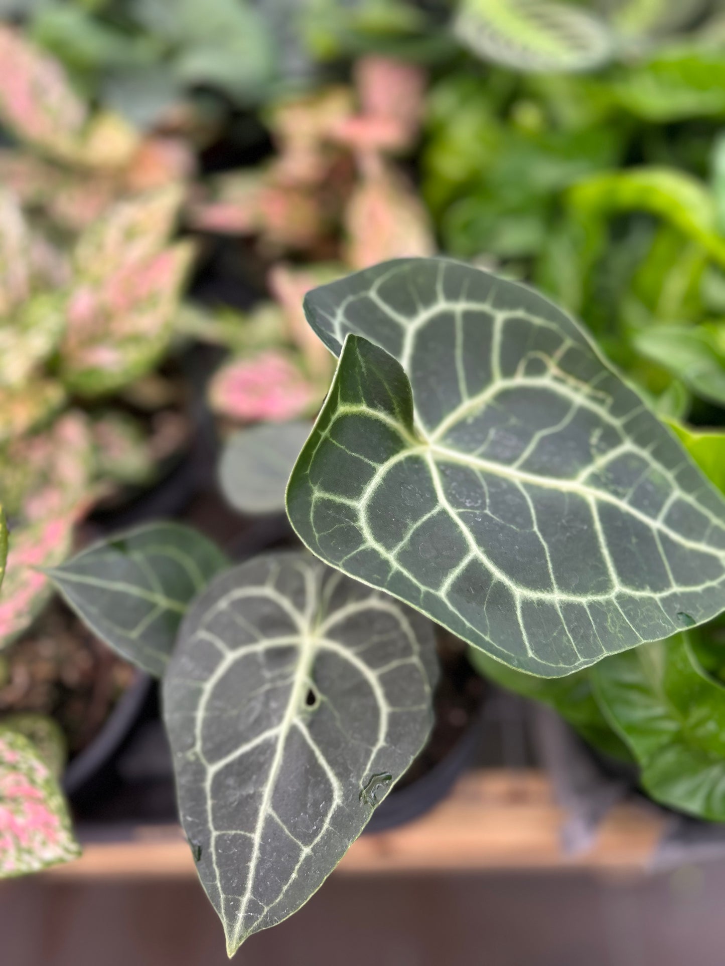 Anthurium clarinervium