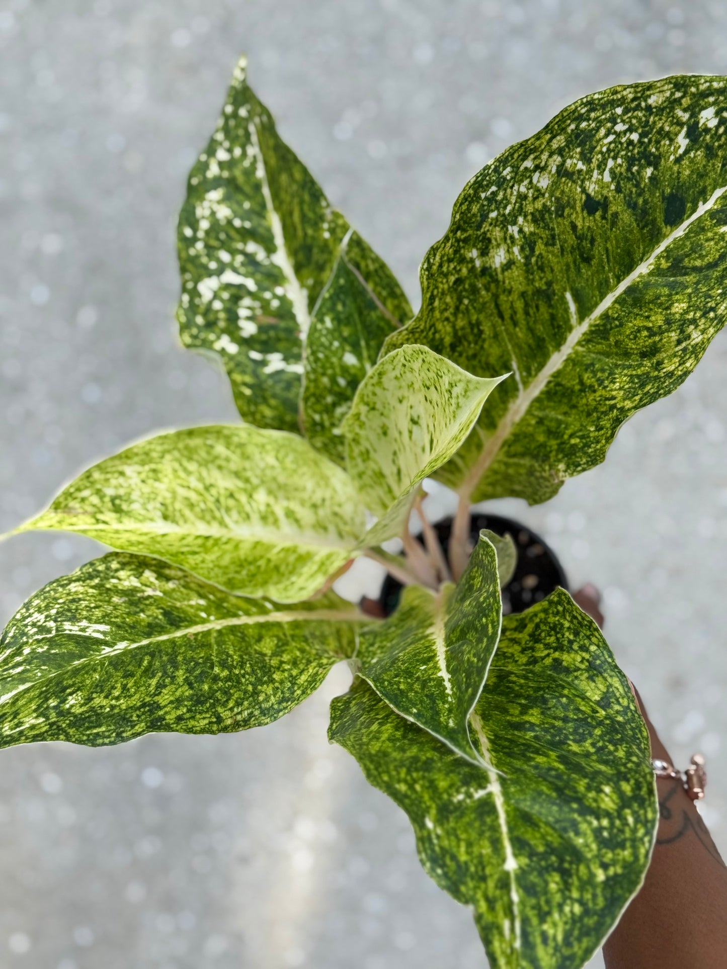 Aglaonema 'White Laksap'
