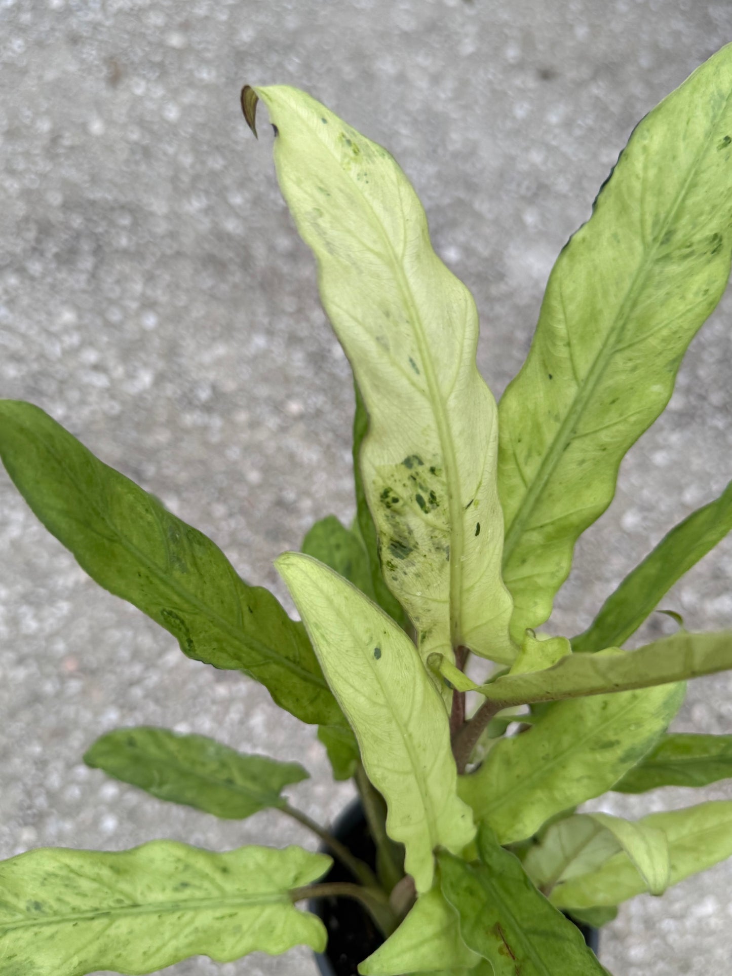 Alocasia Lauterbachiana Variegated Aurea