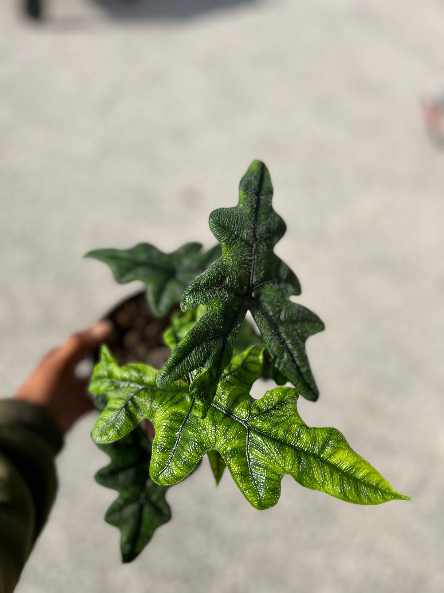 Alocasia ' Tandurusa,' (Jacklyn)