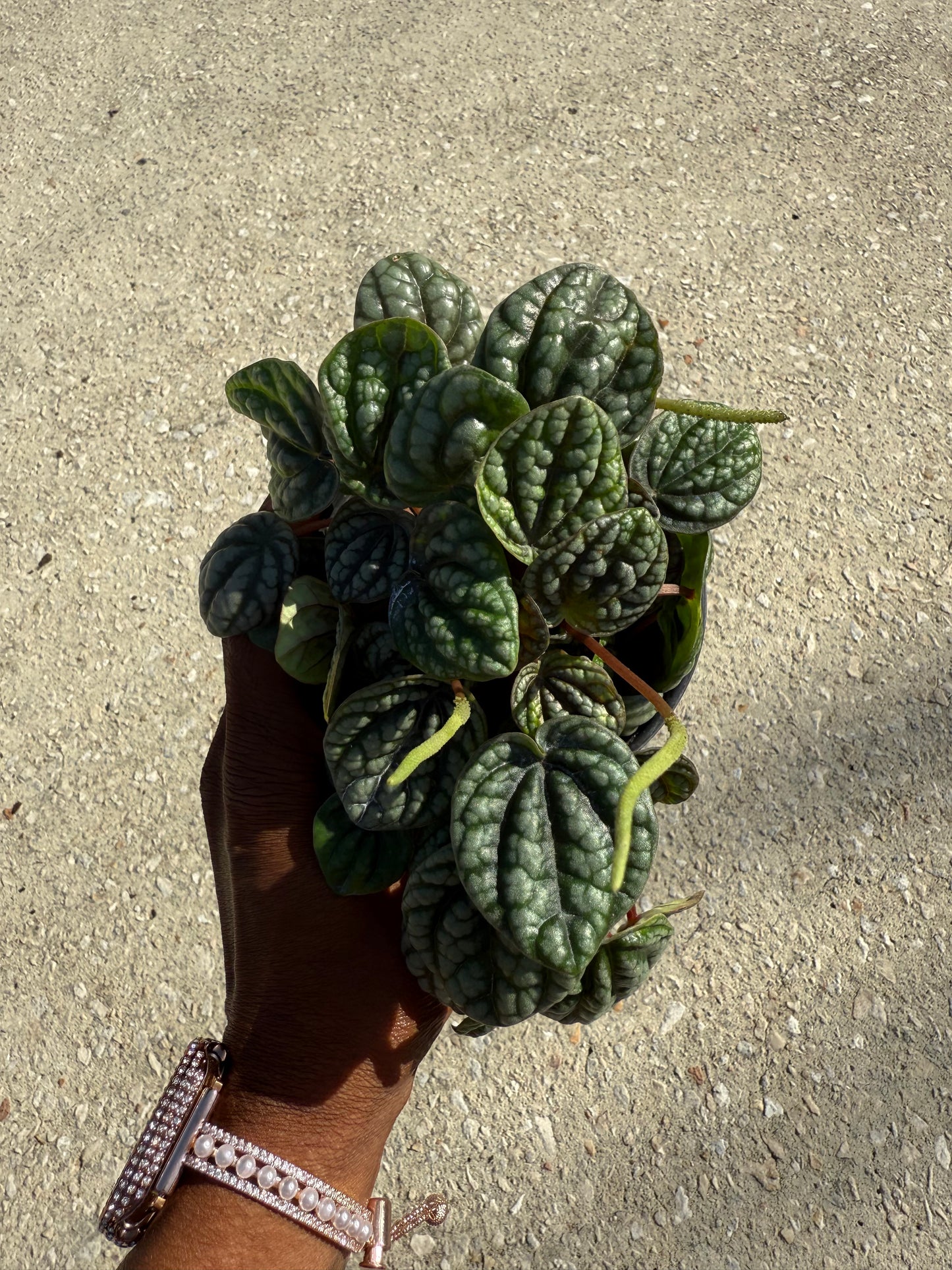 Peperomia 'Burbella'