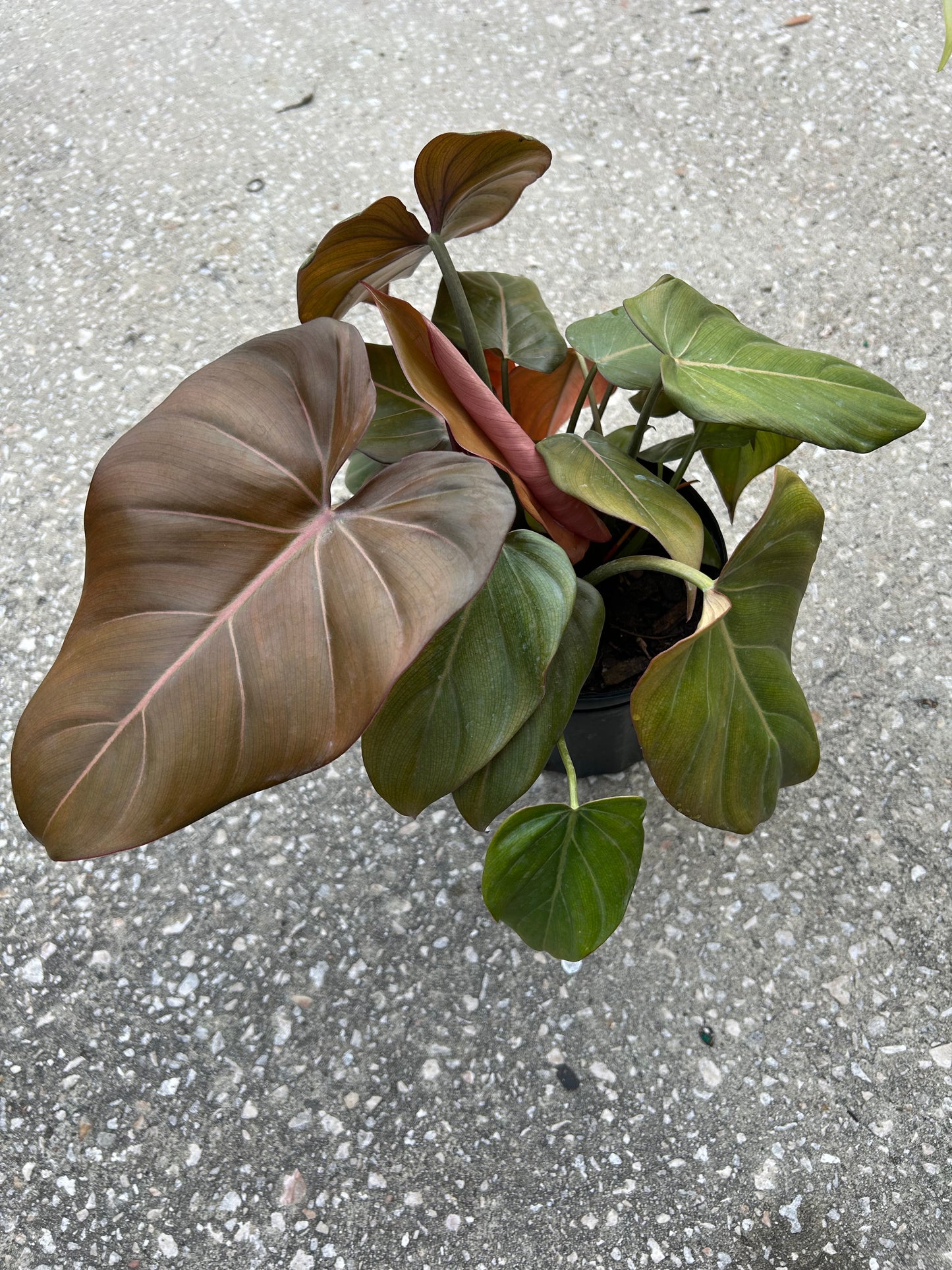 Philodendron 'Summer Glory'