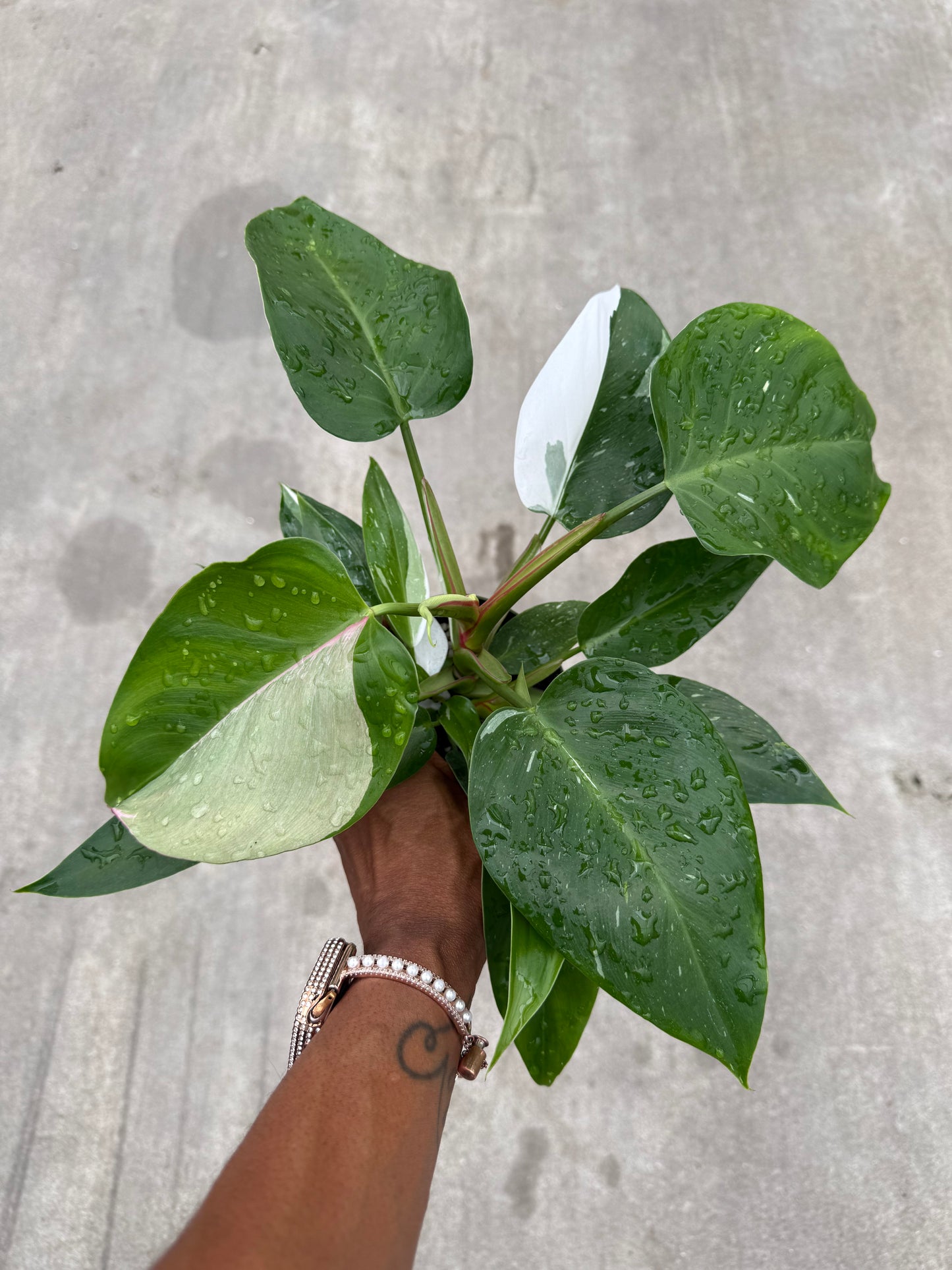 Philodendron 'White Princess'