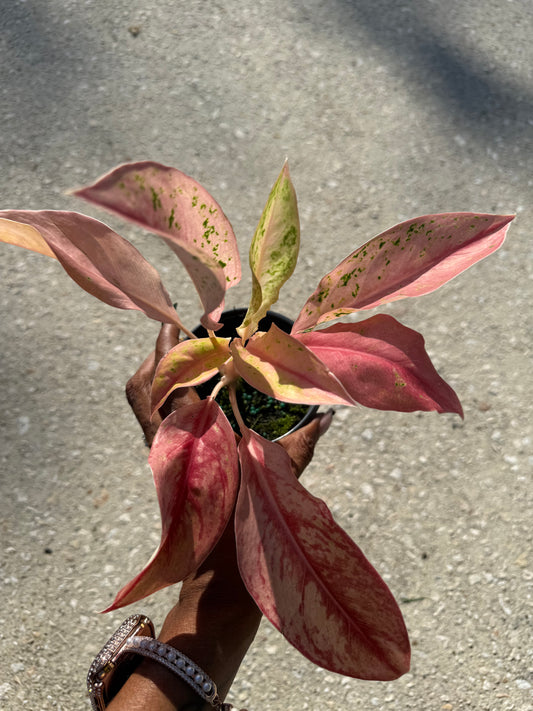 Aglaonema 'Pink Baramee'