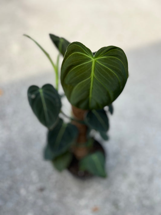 Philodendron 'Melanochrysum'