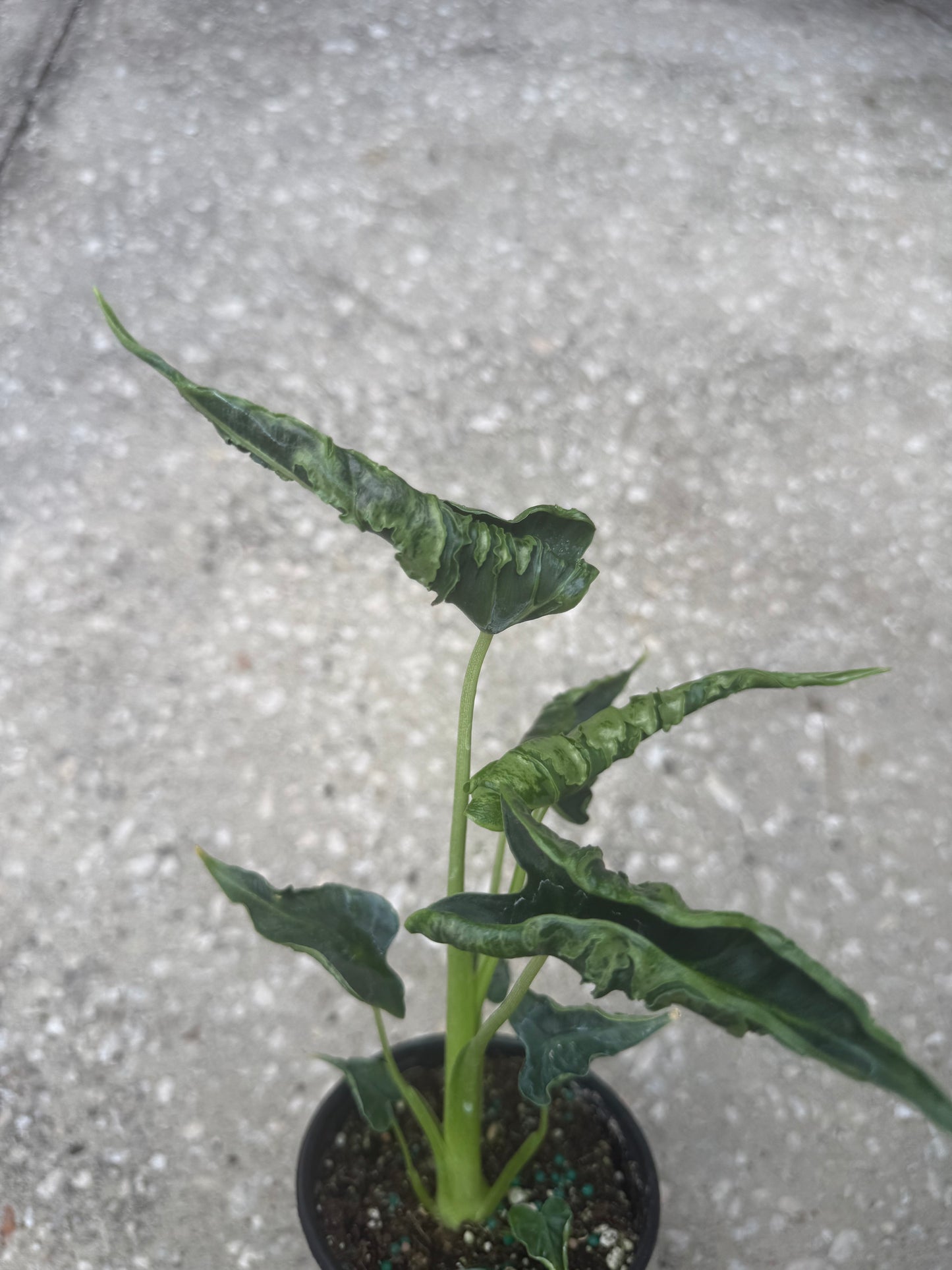 Alocasia Green Velvet Frydek Mutation