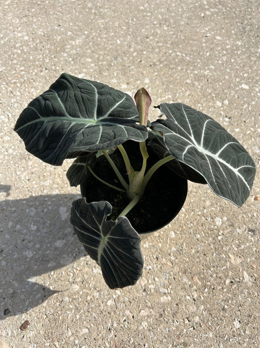 Alocasia 'Black Velvet'