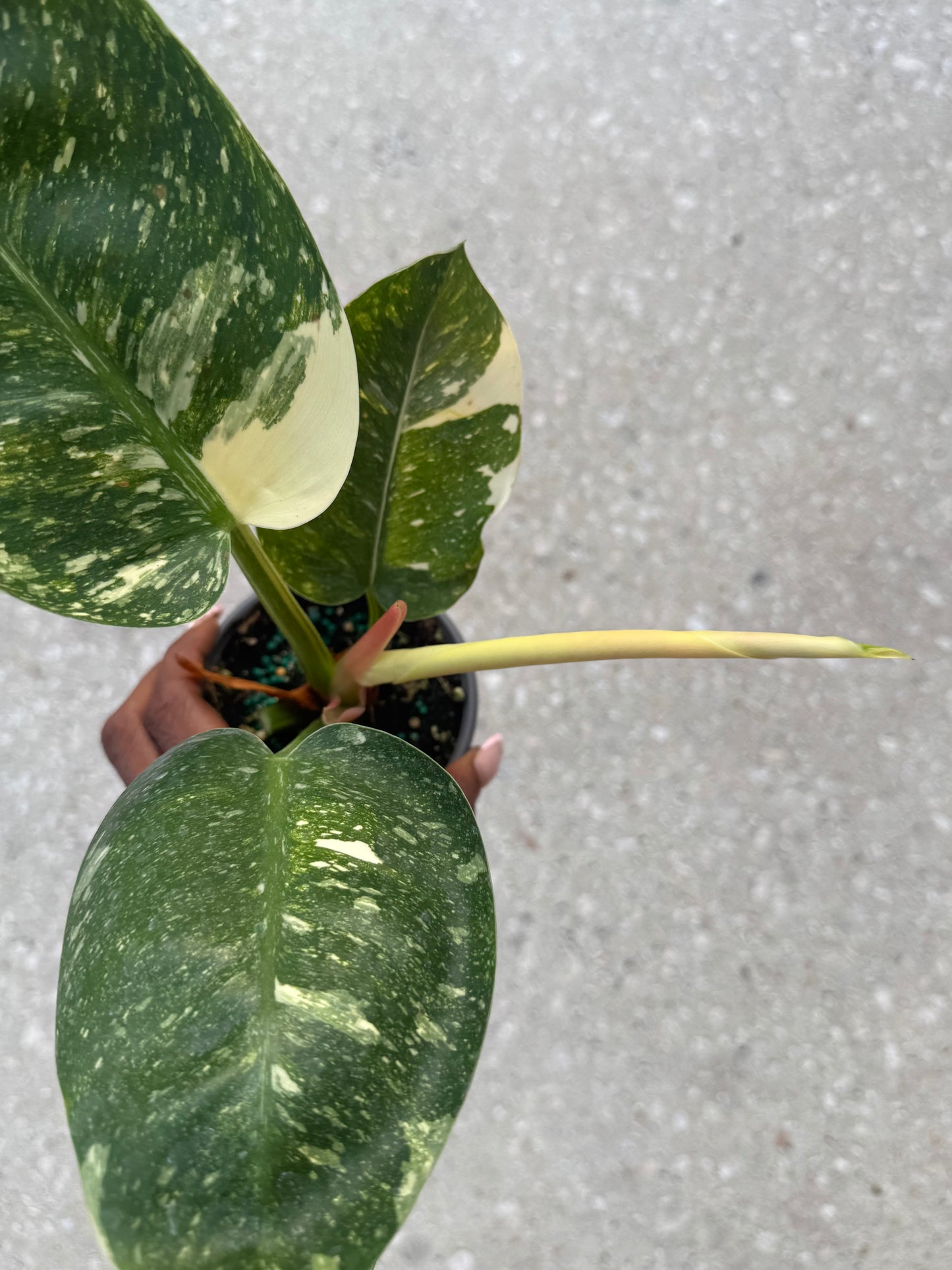 Philodendron 'Congo Nuclear'