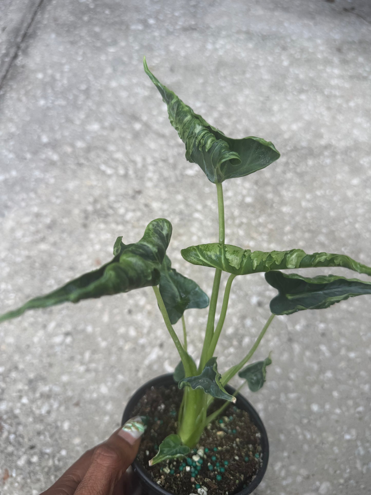 Alocasia Green Velvet Frydek Mutation