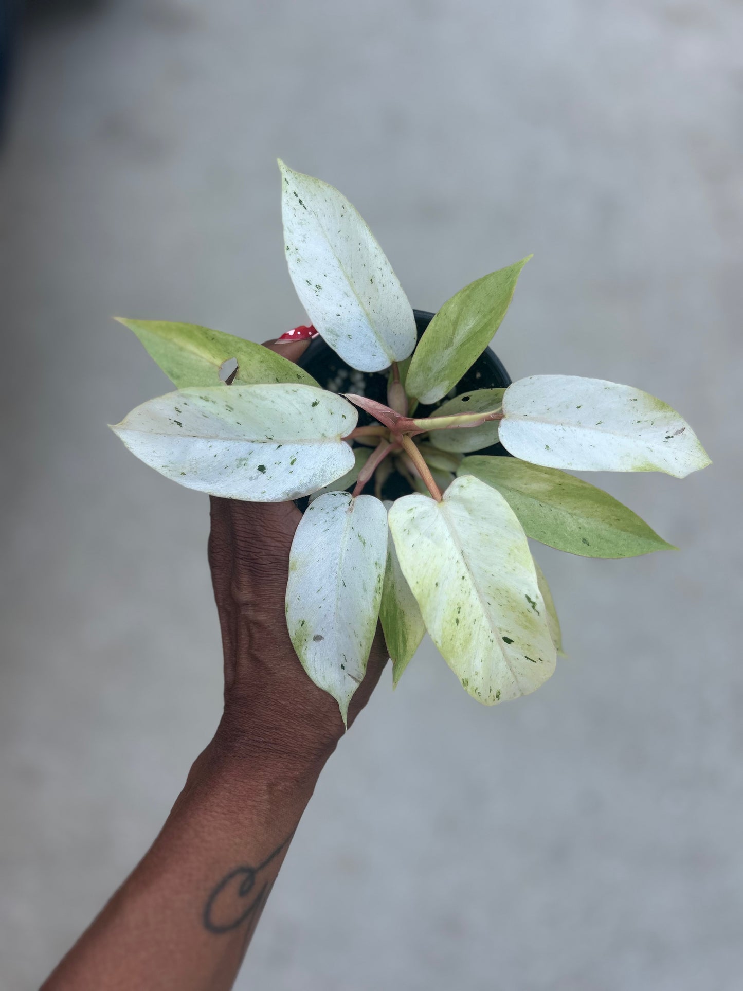 Philodendron Snowdrift