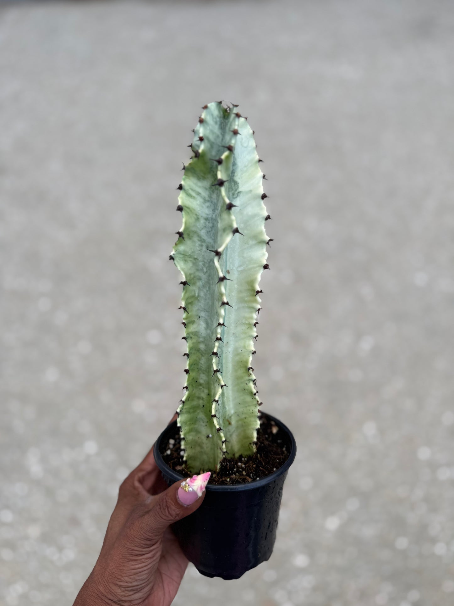 Euphorbia Ammak