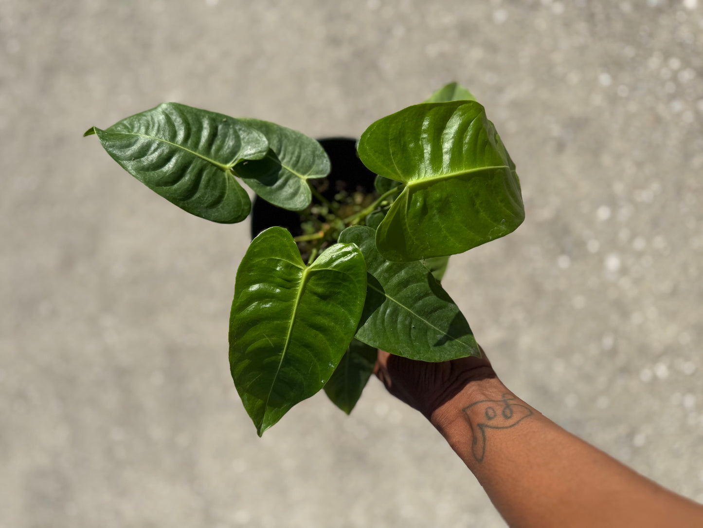 Anthurium Veitchii ‘King’