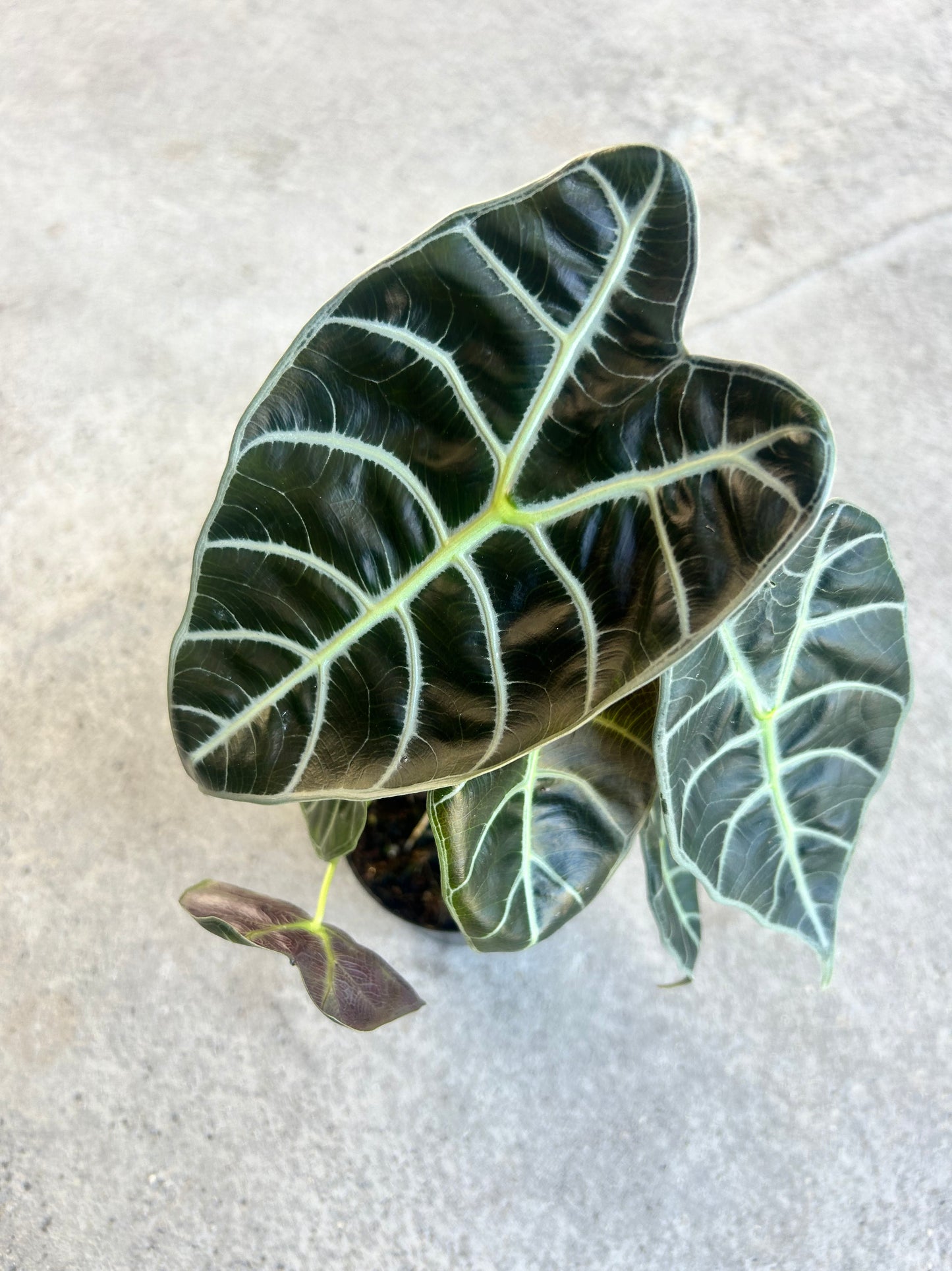 Alocasia watsoniana