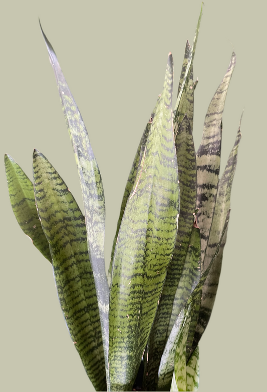 Sansevieria Zeylanica