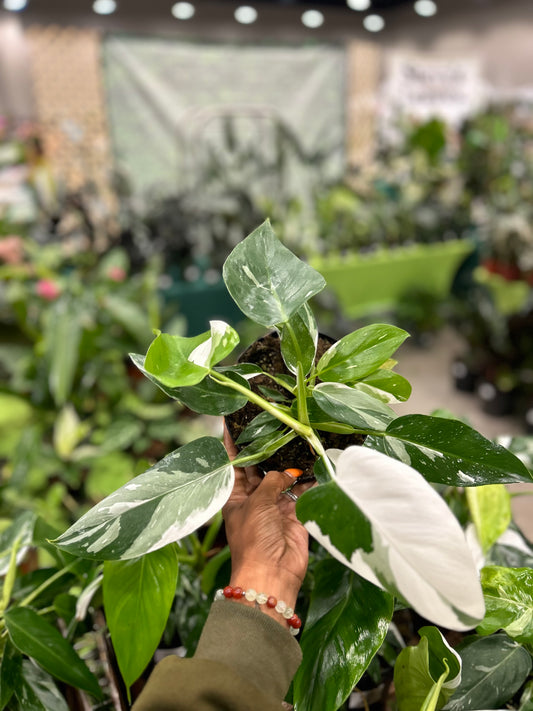 Philodendron 'White Wizard'