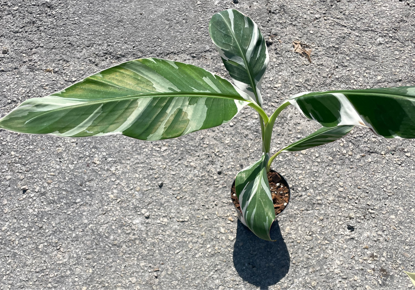 Variegated Banana "Musa"