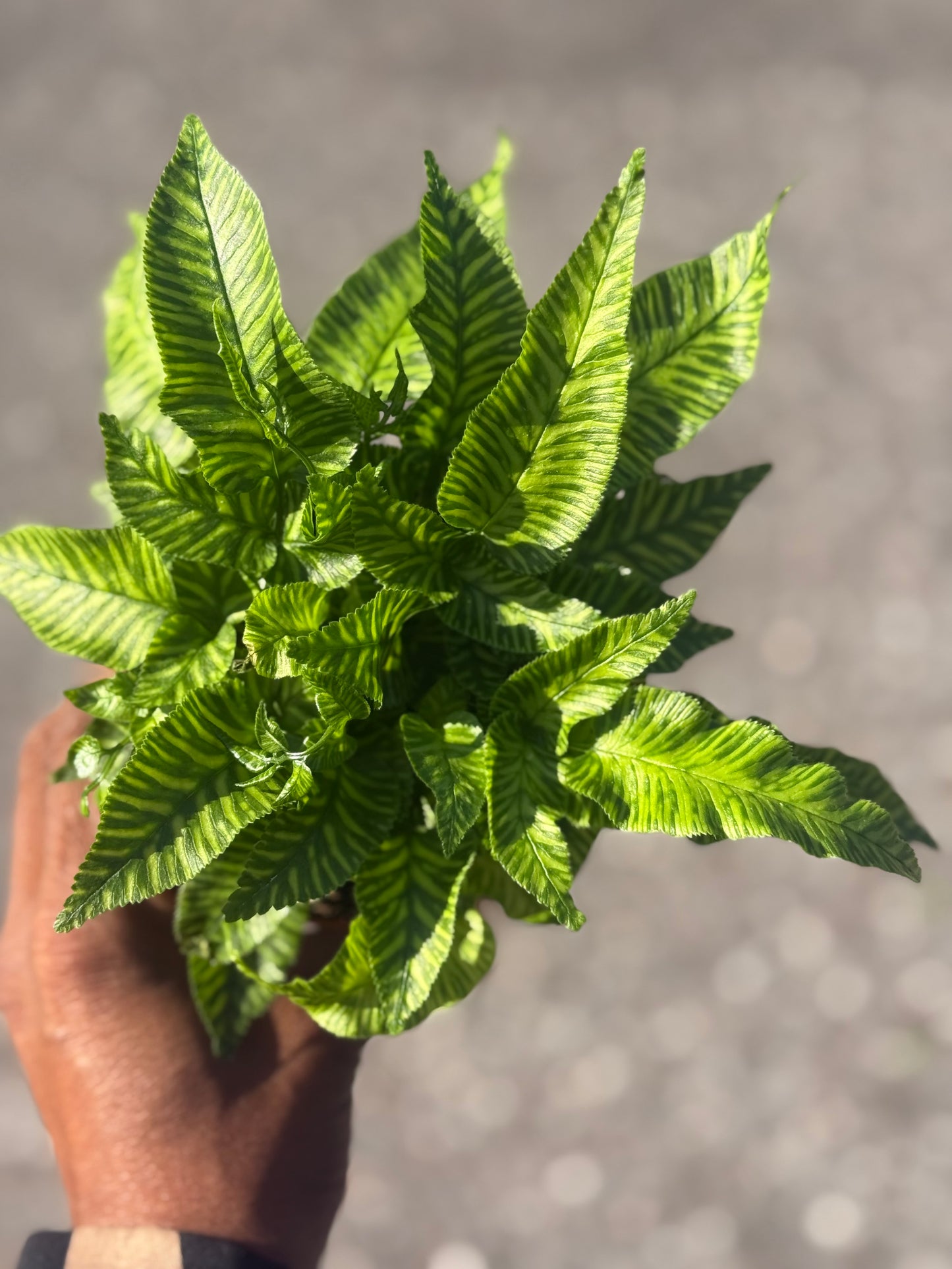 Coniogramme Emeiensis 'Golden Zebra Fern'