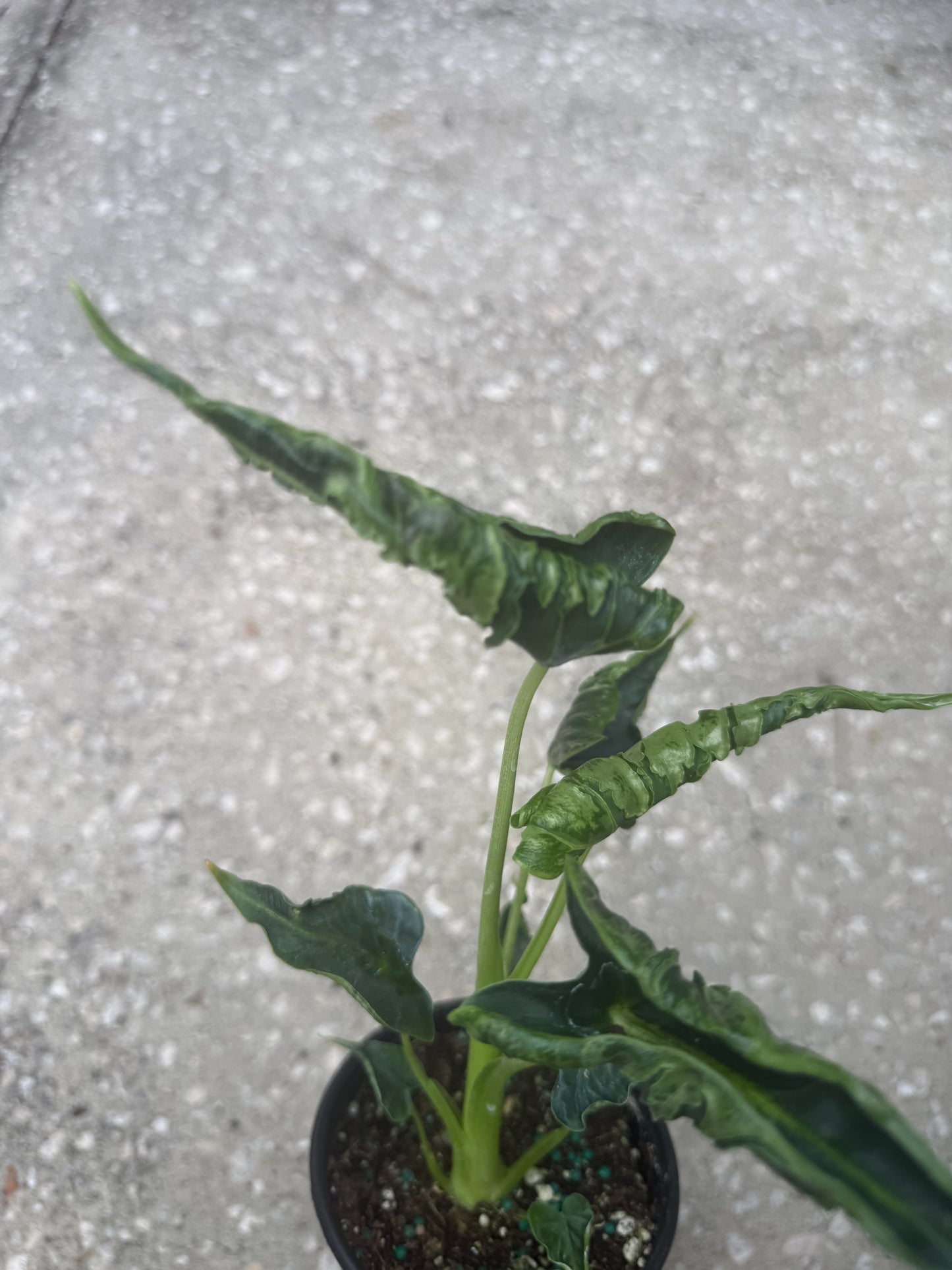 Alocasia Green Velvet Frydek Mutation
