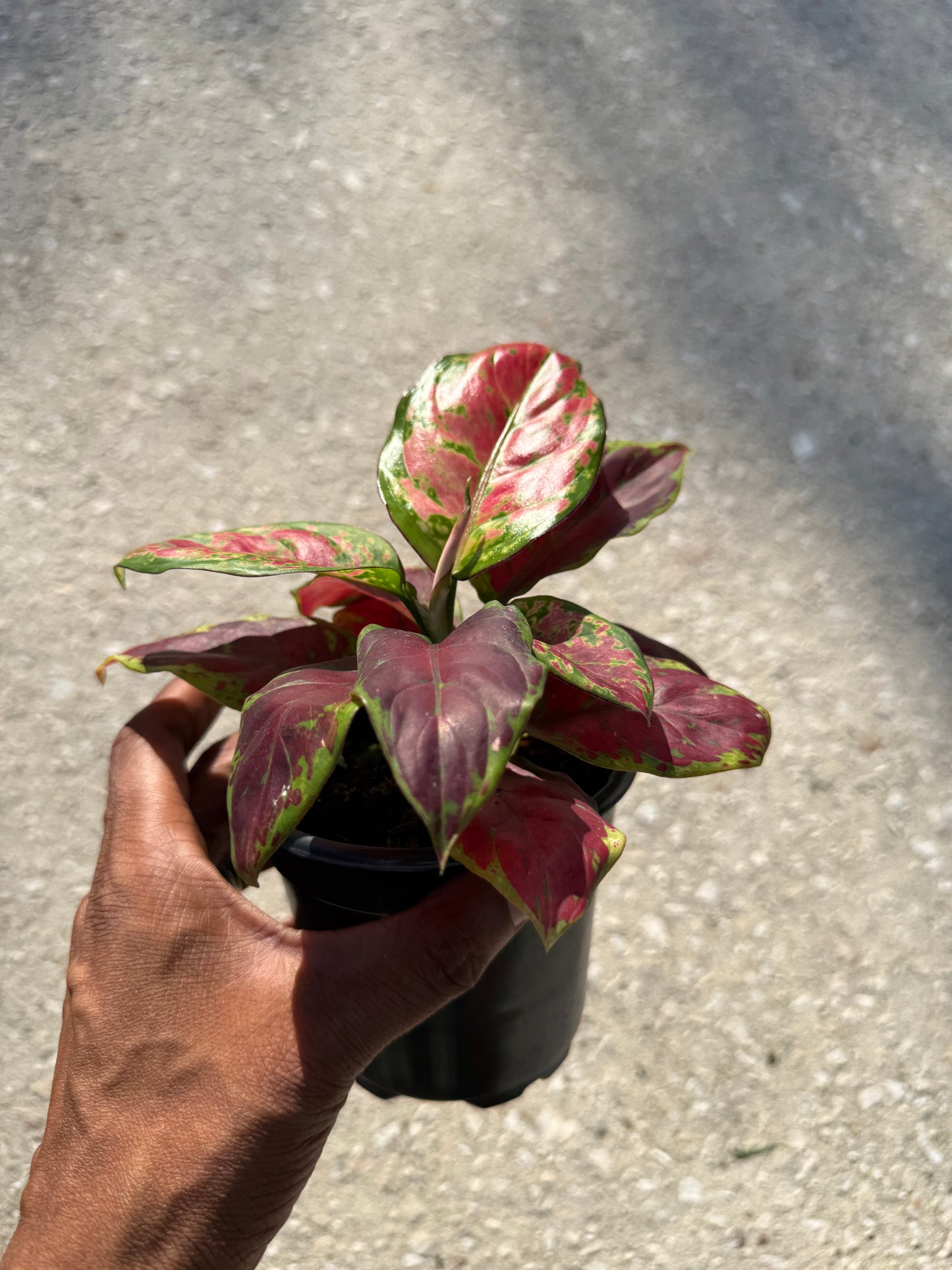 Aglaonema 'Black Maroon'