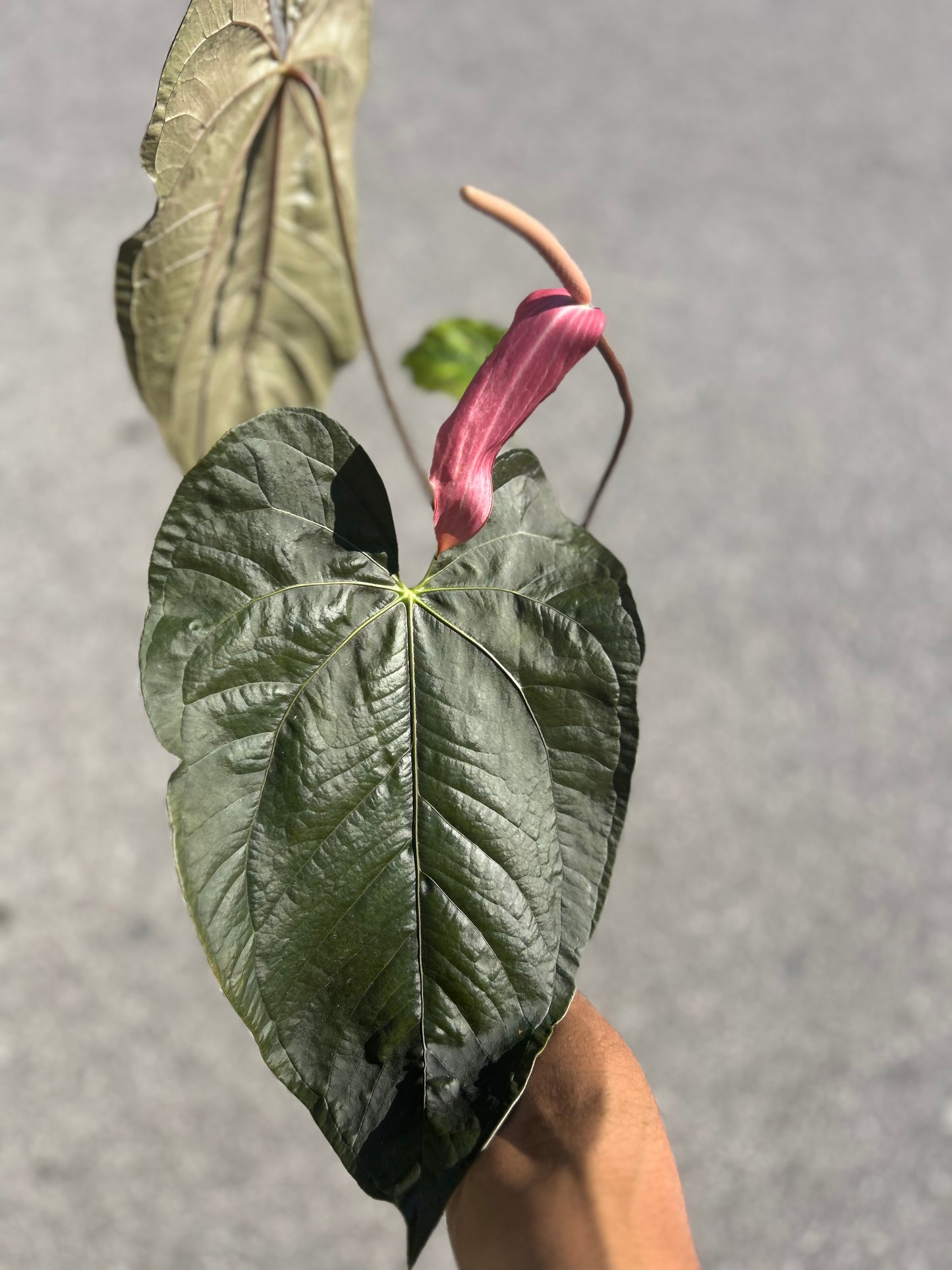 Anthurium Queen of Hearts