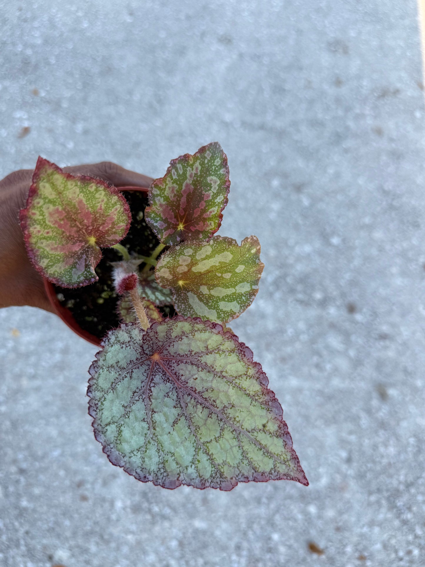 Begonia ‘Peace’