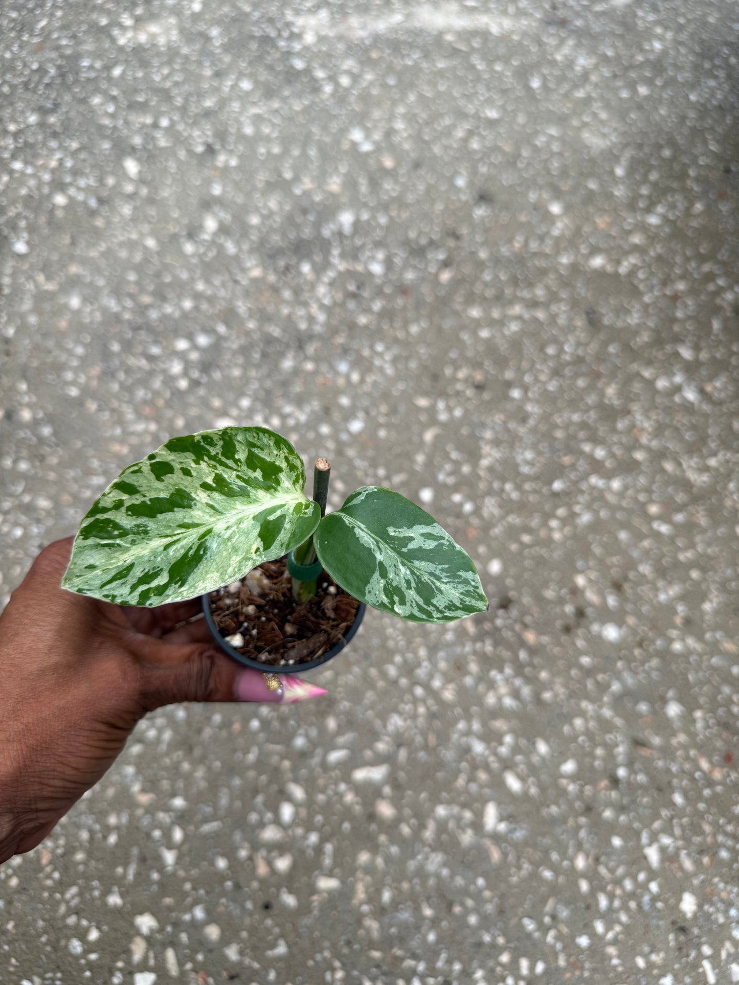 Monstera deliciosa 'Bulbasaur