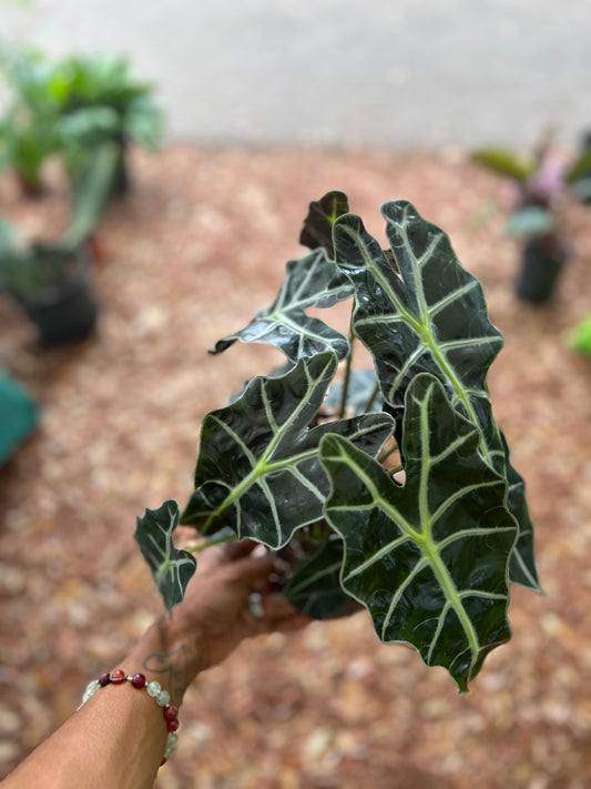 Alocasia 'Polly'