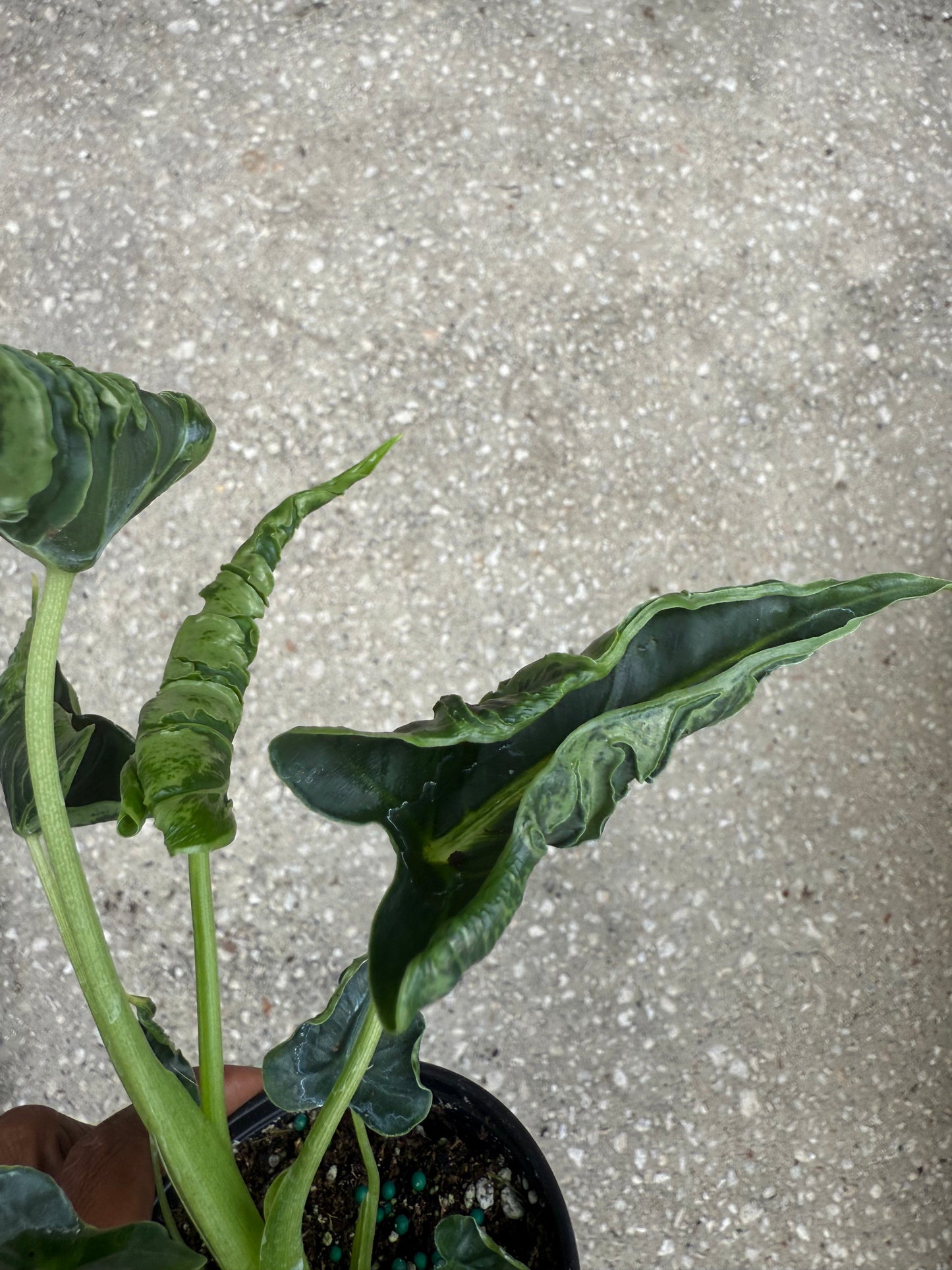 Alocasia Green Velvet Frydek Mutation