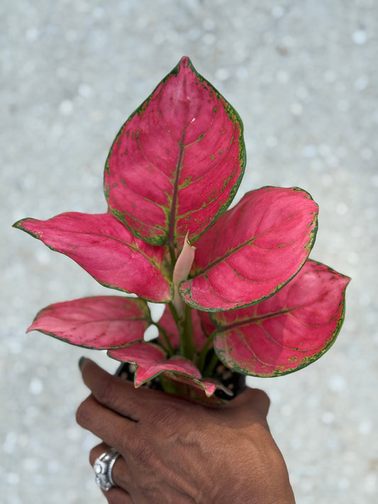 Aglaonema 'Sweet Candy'