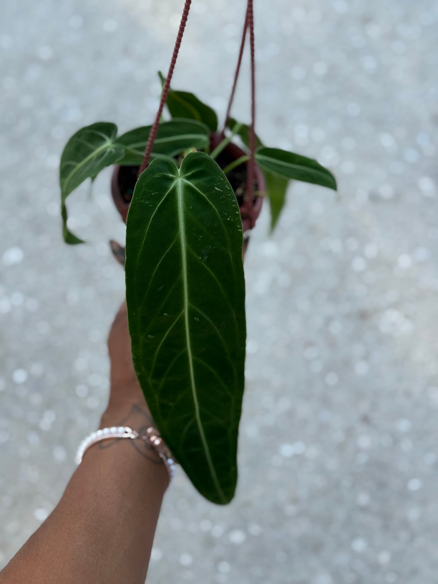 Anthurium 'Warocqueanum'