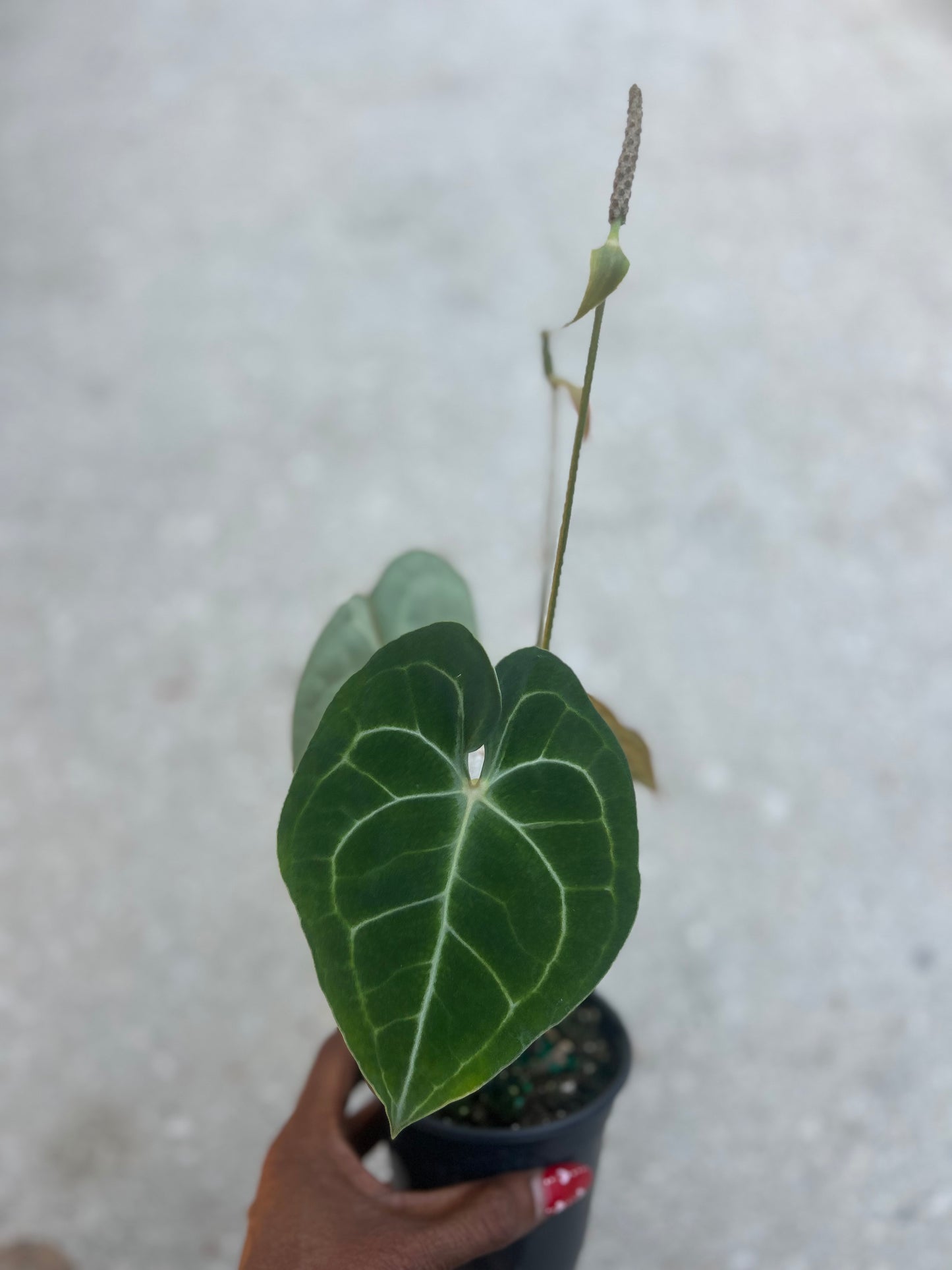 Anthurium clarinervium