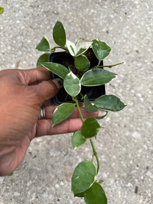 Hoya 'Lacunosa Asami' albo